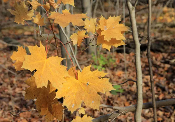 Akçaağaç yaprakları çiçek arkaplanı olarak kullanılıyor