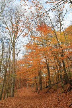 Renkli ağaçlarla dolu sonbahar manzarası