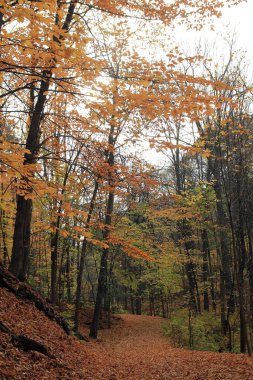 Renkli ağaçlarla dolu sonbahar manzarası