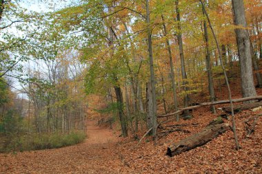 Renkli ağaçlarla dolu sonbahar manzarası