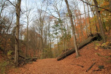 Renkli ağaçlarla dolu sonbahar manzarası