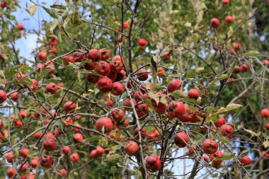 Dallarda küçük kırmızı elmalar