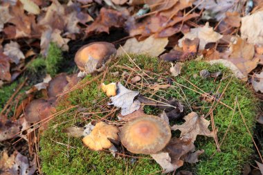 Ormandaki kütükte mantarlar