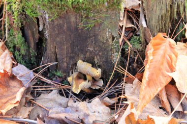 Ormandaki kütükte mantarlar
