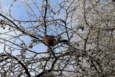 Amerikan bülbülü dalda oturuyor