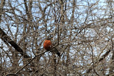 Amerikan bülbülü dalda oturuyor