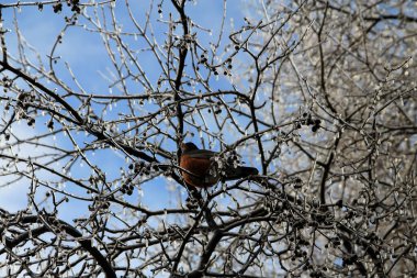 Amerikan bülbülü dalda oturuyor