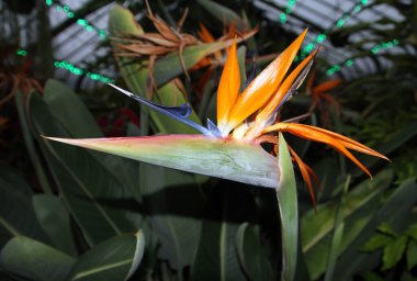 Çiçek açan cennet kuşu (strelizia)