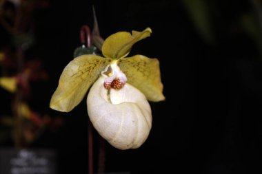 Koyu arkaplanda çiçek açan sarı orkide