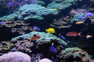 Akvaryumdaki renkli balık ve yabani otlar