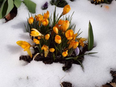 Karda çiçek tarhında açan kalabalıklar