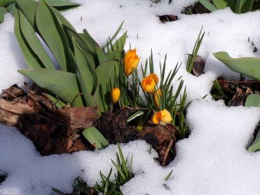 Karda çiçek tarhında açan sarı kalabalıklar