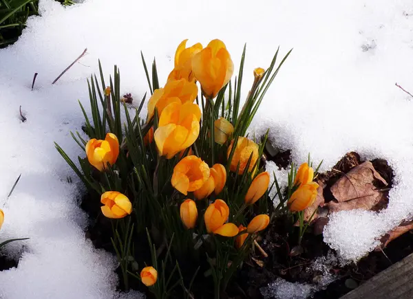 Karda çiçek tarhında açan kalabalıklar