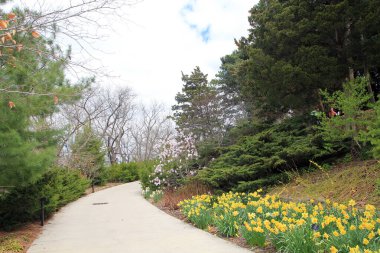 Baharda çiçek açan bir park manzarası