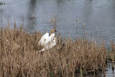Nehir kıyısındaki yuvada kuğu