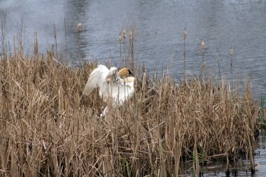 Nehir kıyısındaki yuvada kuğu