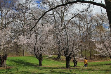 Parkta çiçek açan sakura ağaçları