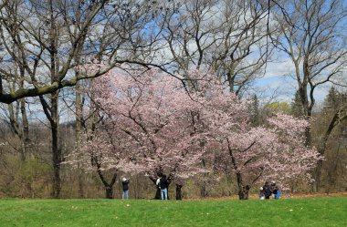 Parkta çiçek açan sakura ağaçları