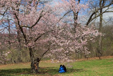 Parkta çiçek açan sakura ağaçları