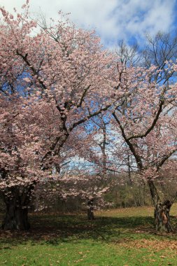 Parkta çiçek açan sakura ağaçları