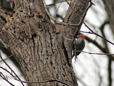 Ağaçkakan ağaçta oturuyor
