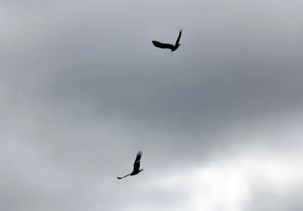 stock image Hawks flying in cloudy sky