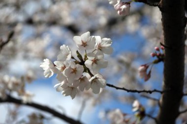 Sacura çiçekleri - Japon kirazı gökyüzü zemininde