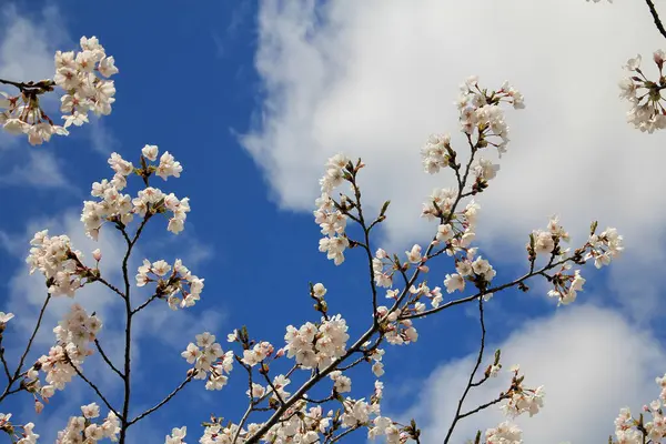 Цветущие Цветы Сакуры Японский Шерри Фоне Неба — стоковое фото