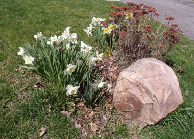 Çiçek tarhında çiçek açan narsistler