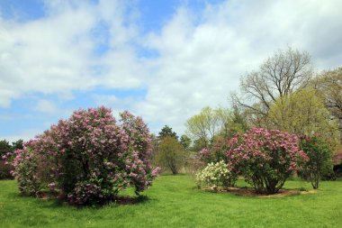 Bahçede açan renkli leylak çalıları