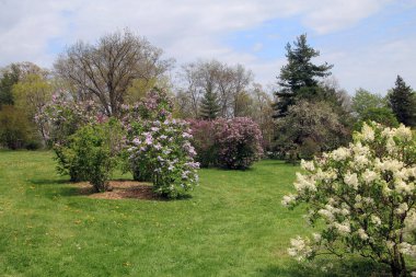 Bahçede açan renkli leylak çalıları