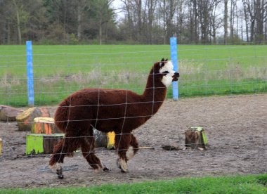 Çiftlikteki kahverengi lama