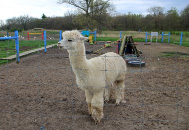 Çiftlikteki beyaz lama