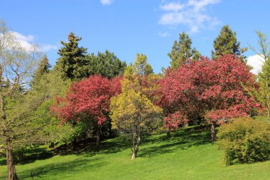 Şehir parkının bahar manzarası