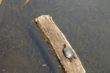 Su kaplumbağası göldeki ağaçta.