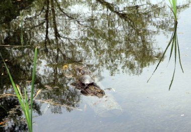 Su kaplumbağası göldeki ağaçta.