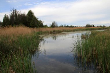Ormandaki göletli yaz manzarası