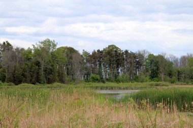 Ormandaki göletli yaz manzarası