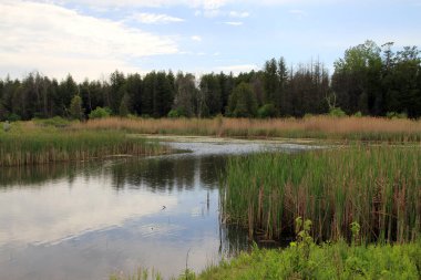 Ormandaki göletli yaz manzarası