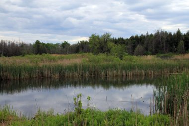 Ormandaki göletli yaz manzarası