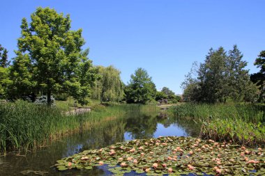 Gölette çiçek açan nilüferlerle normal park manzarası