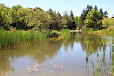 Parkın göletli yaz manzarası