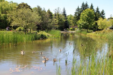 Parkın yaz manzarasında gölette kazlar