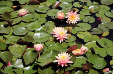 Gölette çiçek açan nilüferler