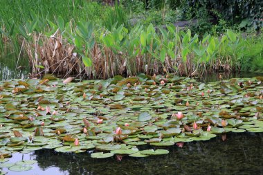 Gölette çiçek açan nilüferler