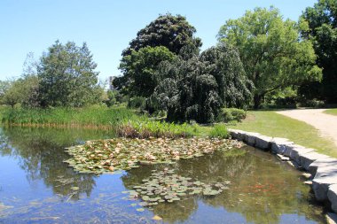 Parkın yaz manzarası, gölette çiçek açan baloncuklar.