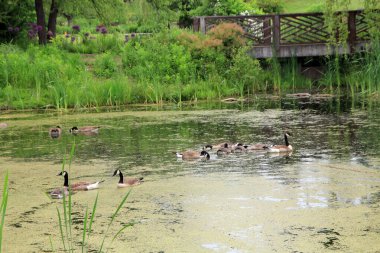 Göl kıyısındaki kazlar