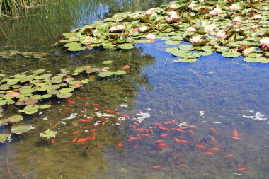 Doğal bir arka plan olarak göldeki renkli balıklar