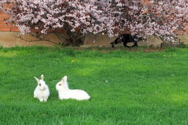 Pair white rubbtis on grass and black cat clipart