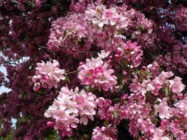 Doğal bir arka plan olarak elma ağacının çiçek açan pembe çiçekleri.